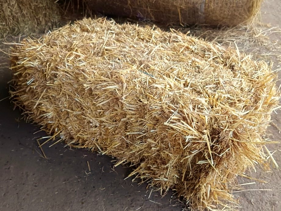 Petit ballot de paille d’orge pour litière animaux et paillage jardin dans le Loiret